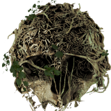 Prime sequenze per The Forest