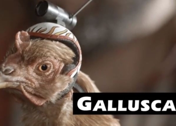 LG Italia rilascia un video che mette in risalto lo stabilizzatore ottico OIS del G2