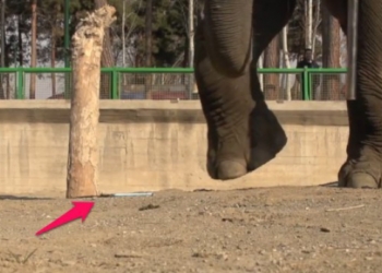 HTC Desire Eye: testato da un elefante