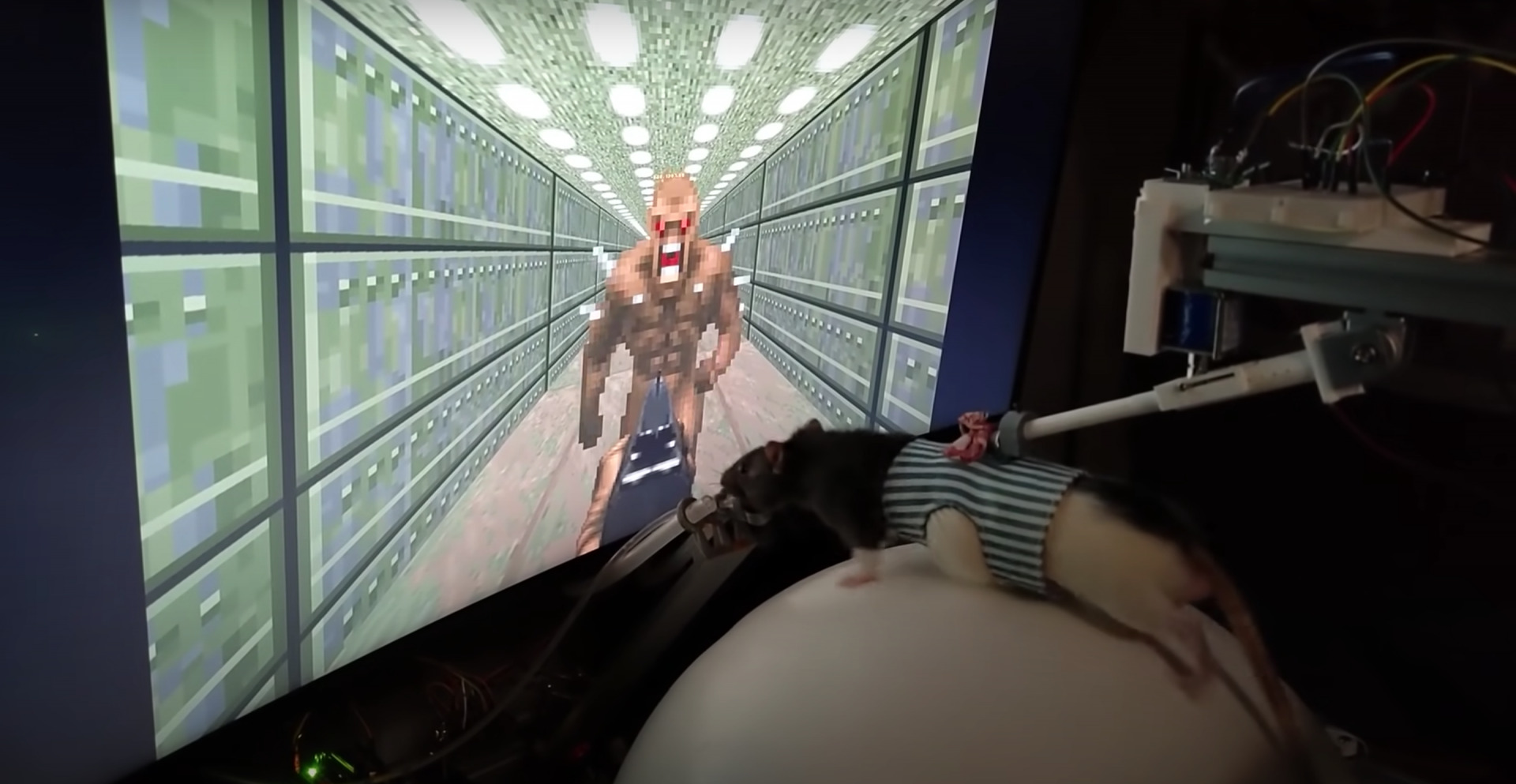 Qualcuno ha insegnato ai ratti a giocare con DOOM2 - ReHWolution